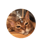 cat0032 vol. 1（個別スタンプ：8）