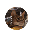 cat0032 vol. 1（個別スタンプ：9）