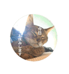 cat0032 vol. 1（個別スタンプ：10）