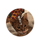 cat0032 vol. 1（個別スタンプ：11）