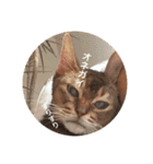 cat0032 vol. 1（個別スタンプ：13）