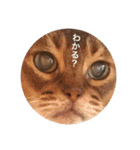 cat0032 vol. 1（個別スタンプ：14）