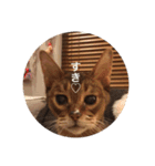 cat0032 vol. 1（個別スタンプ：15）