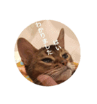 cat0032 vol. 1（個別スタンプ：16）