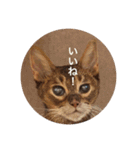 cat0032 vol. 1（個別スタンプ：19）