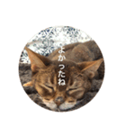 cat0032 vol. 1（個別スタンプ：20）