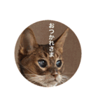 cat0032 vol. 1（個別スタンプ：22）
