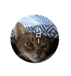 cat0032 vol. 1（個別スタンプ：23）