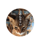 cat0032 vol. 1（個別スタンプ：24）