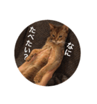 cat0032 vol. 1（個別スタンプ：25）