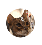 cat0032 vol. 1（個別スタンプ：26）
