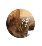 cat0032 vol. 1（個別スタンプ：27）
