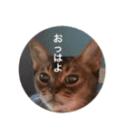 cat0032 vol. 1（個別スタンプ：28）