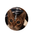 cat0032 vol. 1（個別スタンプ：29）