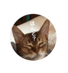 cat0032 vol. 1（個別スタンプ：30）