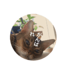 cat0032 vol. 1（個別スタンプ：31）