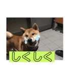 ボクはマロン V2（個別スタンプ：3）