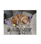 ボクはマロン V2（個別スタンプ：4）
