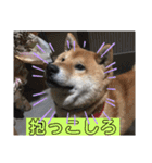 ボクはマロン V2（個別スタンプ：6）