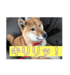 ボクはマロン V2（個別スタンプ：7）
