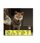 ボクはマロン V2（個別スタンプ：8）
