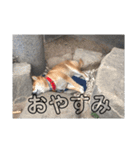 ボクはマロン V2（個別スタンプ：9）