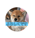 ボクはマロン V2（個別スタンプ：10）