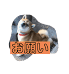 ボクはマロン V2（個別スタンプ：11）