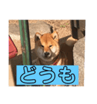 ボクはマロン V2（個別スタンプ：12）