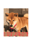 ボクはマロン V2（個別スタンプ：13）