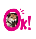 ボクはマロン V2（個別スタンプ：15）