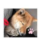 ボクはマロン V2（個別スタンプ：16）