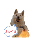 シロちゃんぺ2（個別スタンプ：2）