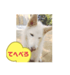 シロちゃんぺ2（個別スタンプ：7）