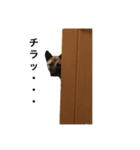 日常ペット（個別スタンプ：3）