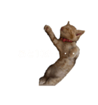 日常ペット（個別スタンプ：7）