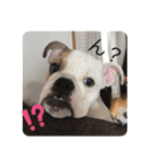 ブルドッグの笑ちゃん①（個別スタンプ：3）