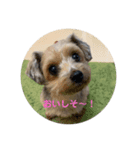 らんちっぷの日常①（個別スタンプ：4）