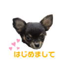 ゆめタン（個別スタンプ：1）