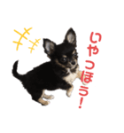 ゆめタン（個別スタンプ：3）