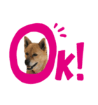 マロン、ミッコ、トッコ（個別スタンプ：5）