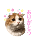 ふんわりネコ風太くん②（個別スタンプ：1）