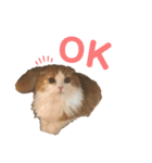 ふんわりネコ風太くん②（個別スタンプ：2）