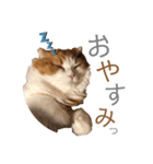ふんわりネコ風太くん②（個別スタンプ：3）