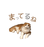 ふんわりネコ風太くん②（個別スタンプ：5）