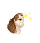 ふんわりネコ風太くん②（個別スタンプ：8）