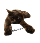 黒猫のゴマちゃん（個別スタンプ：1）