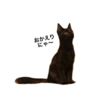 黒猫のゴマちゃん（個別スタンプ：2）