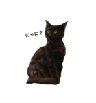 黒猫のゴマちゃん（個別スタンプ：3）