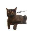 黒猫のゴマちゃん（個別スタンプ：4）